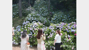 태종사에 수국이 활짝 피었습니다