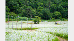 새하얀 메밀꽃밭