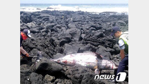 제주 해안가서 남방큰돌고래 사체 발견…“그물에 걸린 것으로 추정”