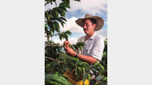 “위기의 커피 재배지 되살리자”