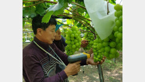 영동 ‘샤인머스켓’ 포도 출하