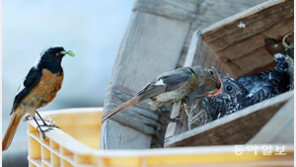 “내 새끼는 아니지만”… 딱새의 애달픈 모정