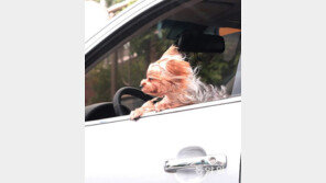 바람 맞는 기분[고양이 눈]