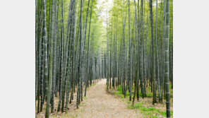 담양 대나무밭 세계중요농업유산 등재