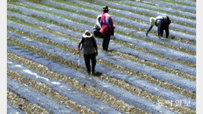 한알 한알 정성들여 콩 모종 심기