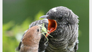 “내 새끼는 아니지만…” 뱁새의 애달픈 모정[청계천 옆 사진관]