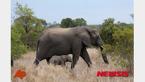 아프리카 보츠와나서 코끼리 수백마리 의문의 집단 폐사