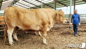 홍천 ‘슈퍼한우’ 나오나…체중 1.3톤 출하 앞둬