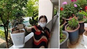 서울 노인 4천명, 반려식물 받는다…우울감·외로움 해소