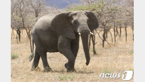 코로나의 습격? 아프리카 보츠와나서 코끼리 350마리 ‘의문의 떼죽음’