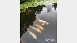 같이 갈래?[고양이 눈]