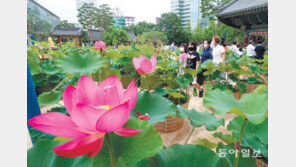 우리의 여름도 활짝 핀 연꽃 같기를…