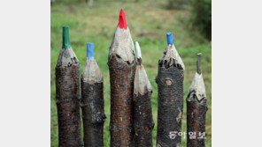 몽당연필 키 재기[고양이 눈]