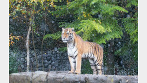 관람객 보는 앞에서…동물원 호랑이에 공격당해 사육사 사망