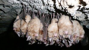 英언론 “우한硏, 7년전 코로나 유사 바이러스 확보”