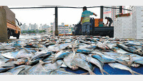 제철 만난 병어