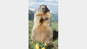 中-몽골서 흑사병… 야생 마멋 잡아먹고 감염