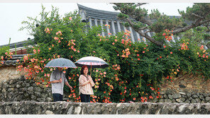 돌담 따라 활짝 핀 능소화