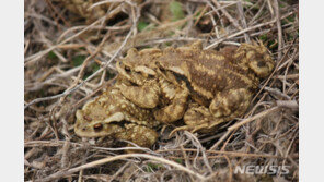 멸종위기 ‘두꺼비’ 여의샛강생태공원서 개체 확인