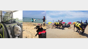 펫츠고트래블, ‘멍비치 기차 패키지’ 출시…해밀여행사와 협업