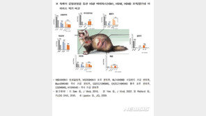 ‘재채기’하는 족제비, 코로나 실험 ‘귀한 몸’