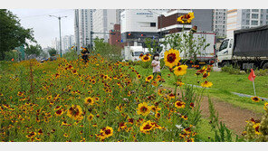 아파트 사이 꽃길