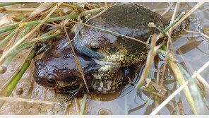 여의샛강에 멸종위기 두꺼비가 돌아왔다