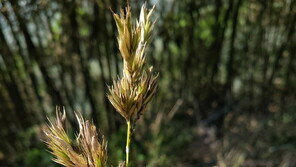 일생에 한번 보기 힘든 신비로운 대나무 꽃 ‘활짝’