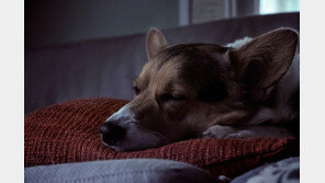 반려견 수면시간 12∼14시간을 지켜주세요