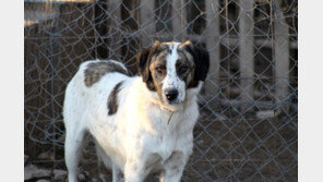 독일에는 ‘펫샵’이 없다고?