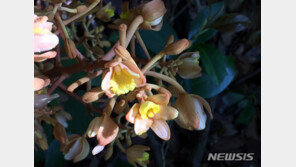 신안 가거도서 멸종위기 야생생물 ‘으름난초’ 개화 확인