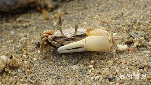 멸종위기 흰발농게 4만마리 이주 작전