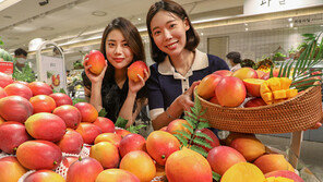 현대백화점 “국내산 홍망고 맛보세요”