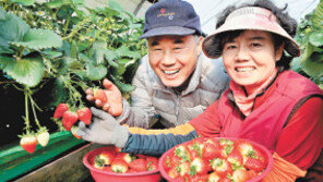 해외 의존은 그만! 딸기-토마토 등 8대 작물 종자 개발 집중