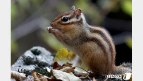 미국 콜로라도서 흑사병 발생…야생 다람쥐 양성 반응