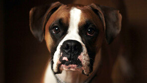 주택총조사에 반려동물 포함…반려인가구 통계 정확해진다