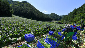 정선 고랭지 배추 수확