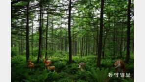 푹푹 찌는 여름…무더위 날려버릴 바람 맞기 좋은 강원도 명소