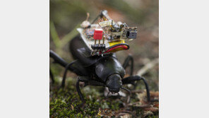 어라? 딱정벌레가 ‘카메라 배낭’ 멨네