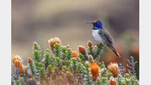 벌새, 다른 새 못 듣는 초음파로 소통한다