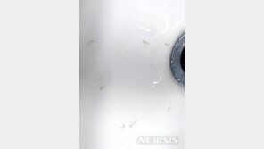 인천 부평정수장에서도 깔따구 유충 추정 물체 찾았다