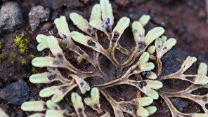 제주 유명 관광지 만장굴에서 새로운 2종의 이끼류 발견