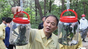 매미나방· 대벌레 등 해충 전국서 출현, 혐오감 극심…겨울 이상고온 탓