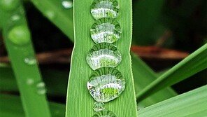 미끄럼 주의[고양이 눈]