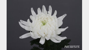 국산 국화 ‘백마’ 수출길 기지개…7월말 일본으로 수출