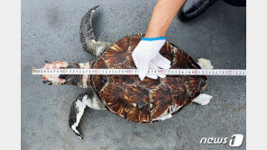 제주 한림서 멸종위기종 ‘매부리 바다거북’ 사체 발견
