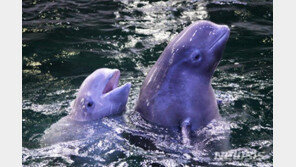 여수 한화아쿠아프라넷 흰고래 ‘벨루가’ 1마리 폐사