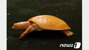 “온몸이 노랗네”…인도서 알비노 거북 발견돼