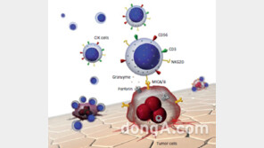 GC녹십자셀, CIK 포함 활성화 림프구·관련 제조방법 특허 등록