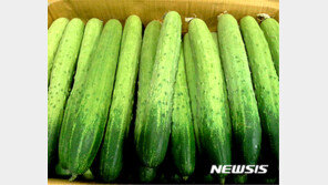 ‘김치’ 이어 ‘양배추·오이’도 코로나19 치사율 감소?…프랑스 연구진 주장